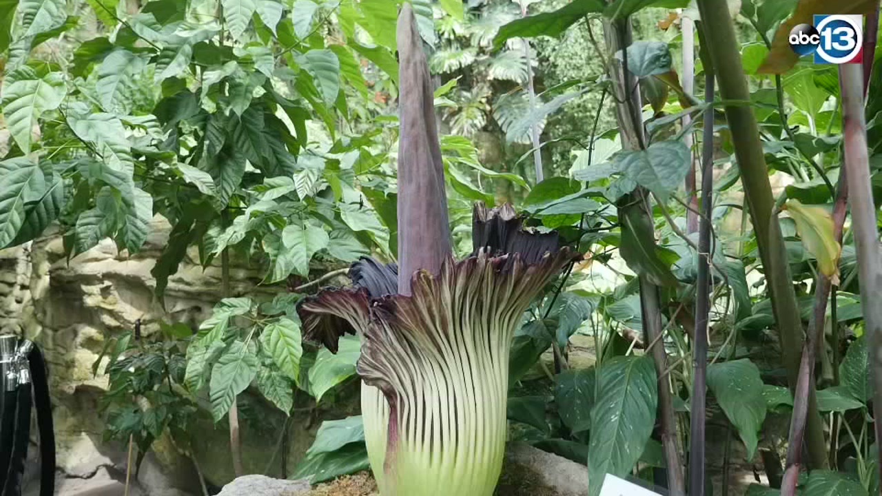 Corpse flower blooms at HMNS
