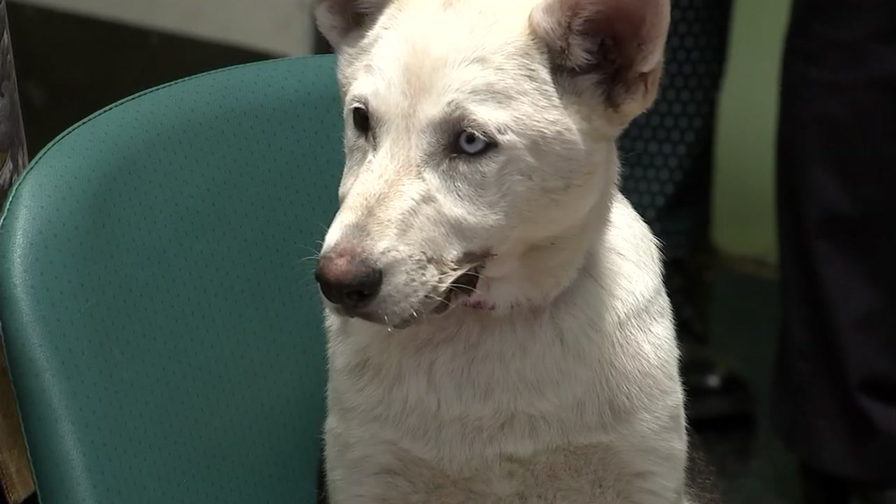 Officials say abuser used a tool to pull puppies' jaws apart 