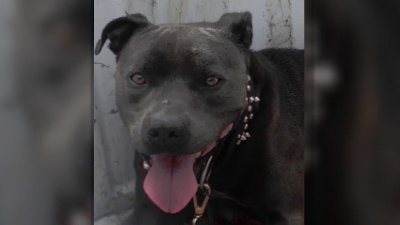 Dog dragged by leash behind pickup truck for half a mile - ABC13 Houston