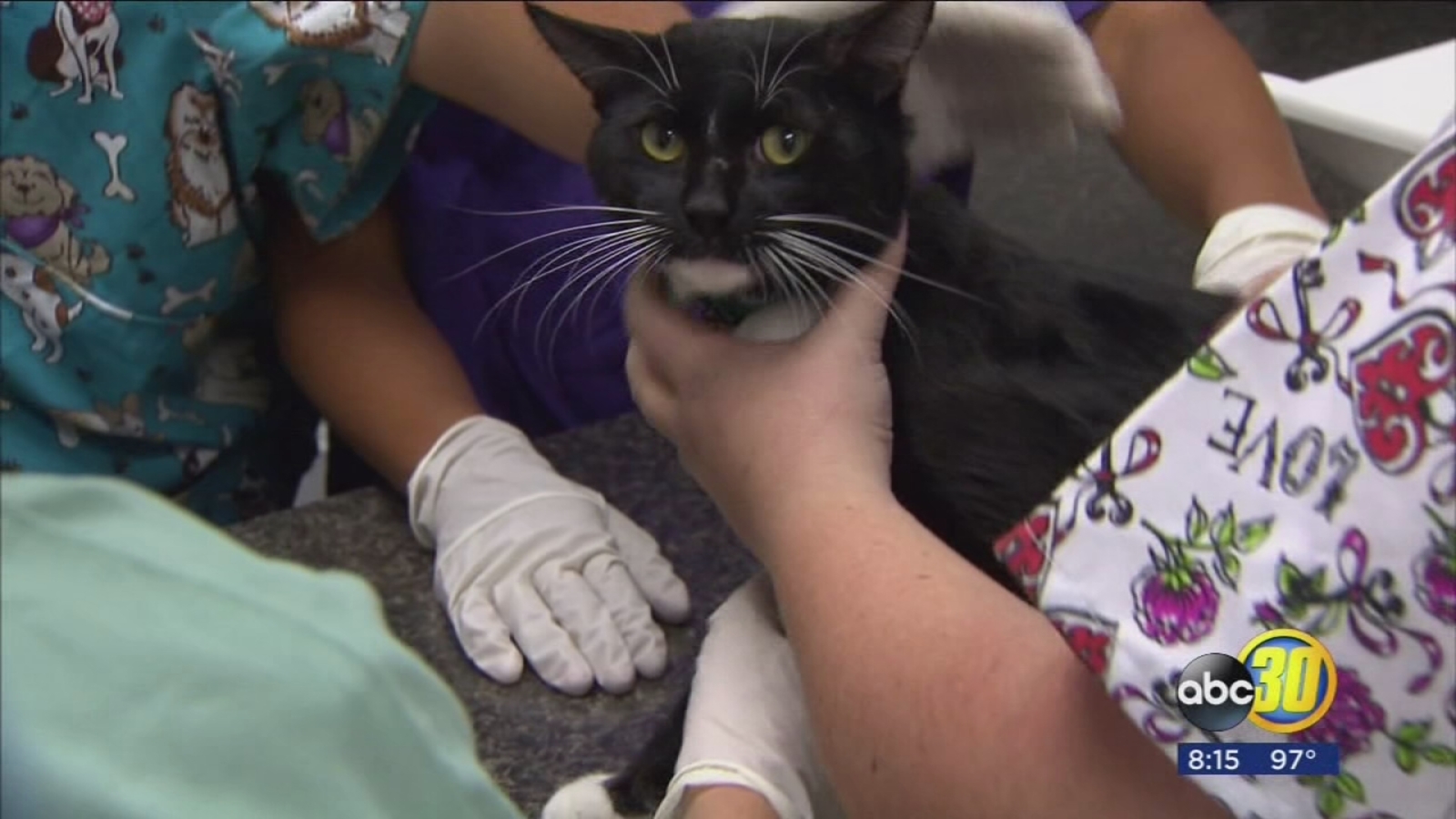 Valley Animal Center in East Central Fresno expanding ABC30 Fresno