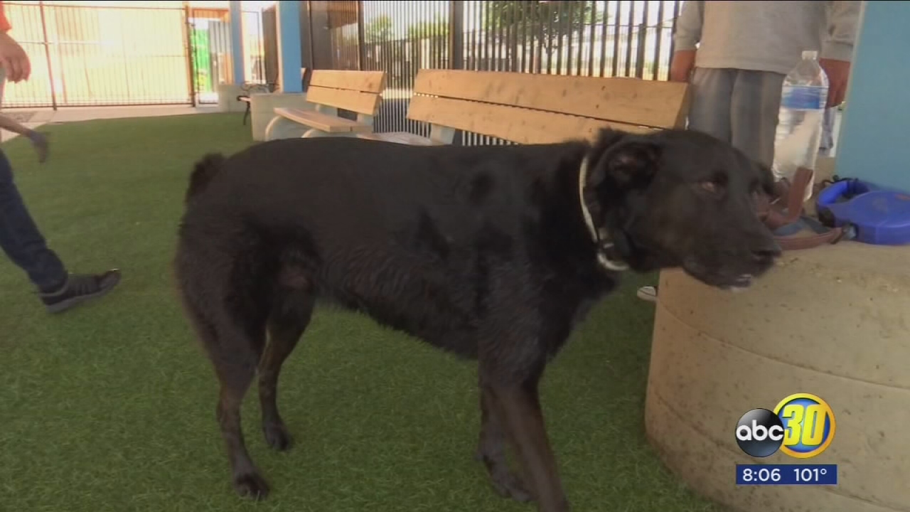 Animal experts warn dog and cat owners to protect their pets