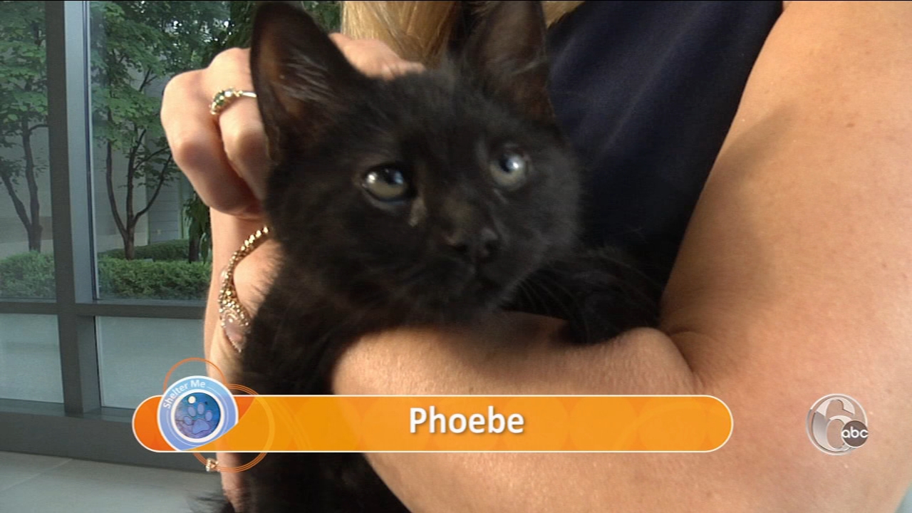 animal outreach near me