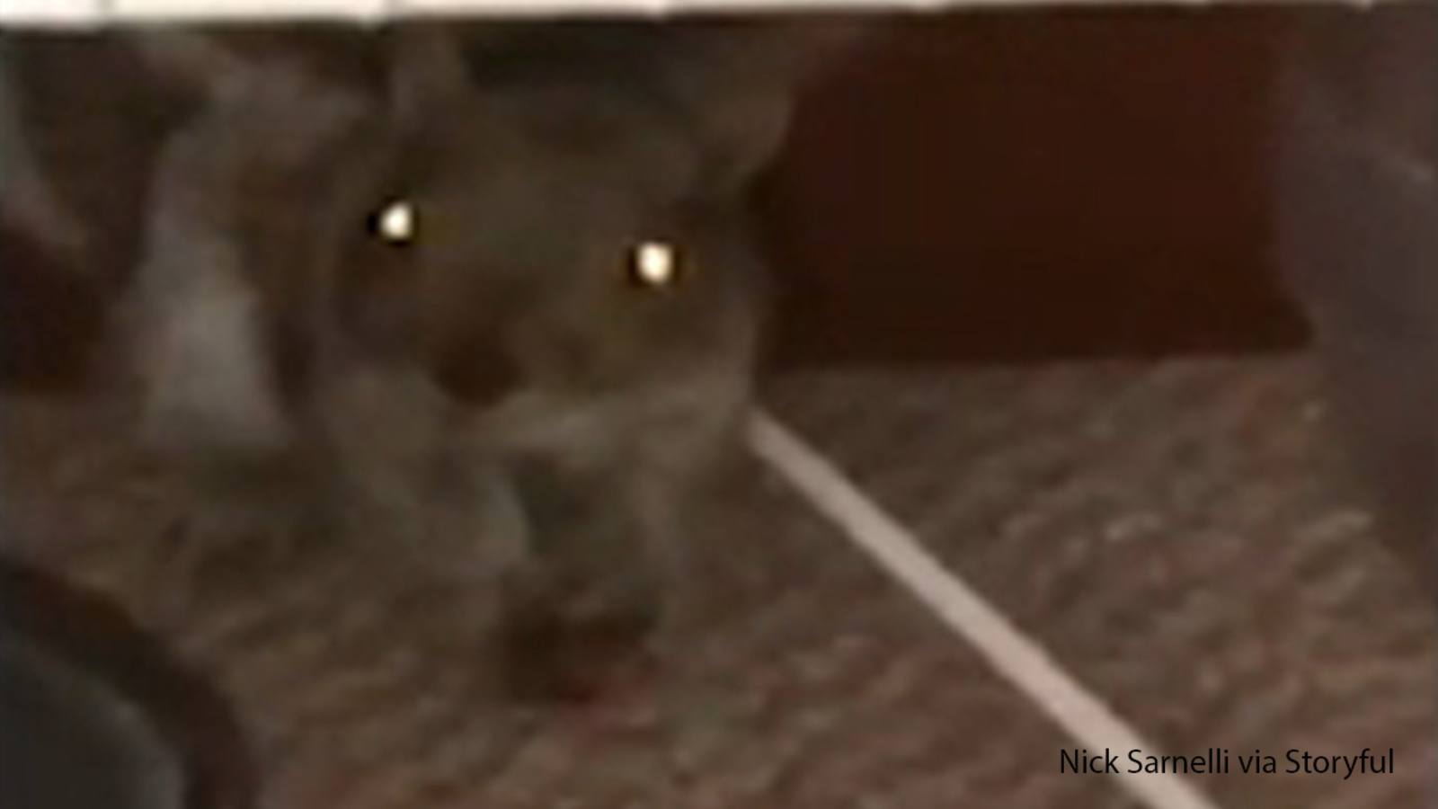 Caught on camera Squirrel caper unfolds in teen's Long Island bedroom