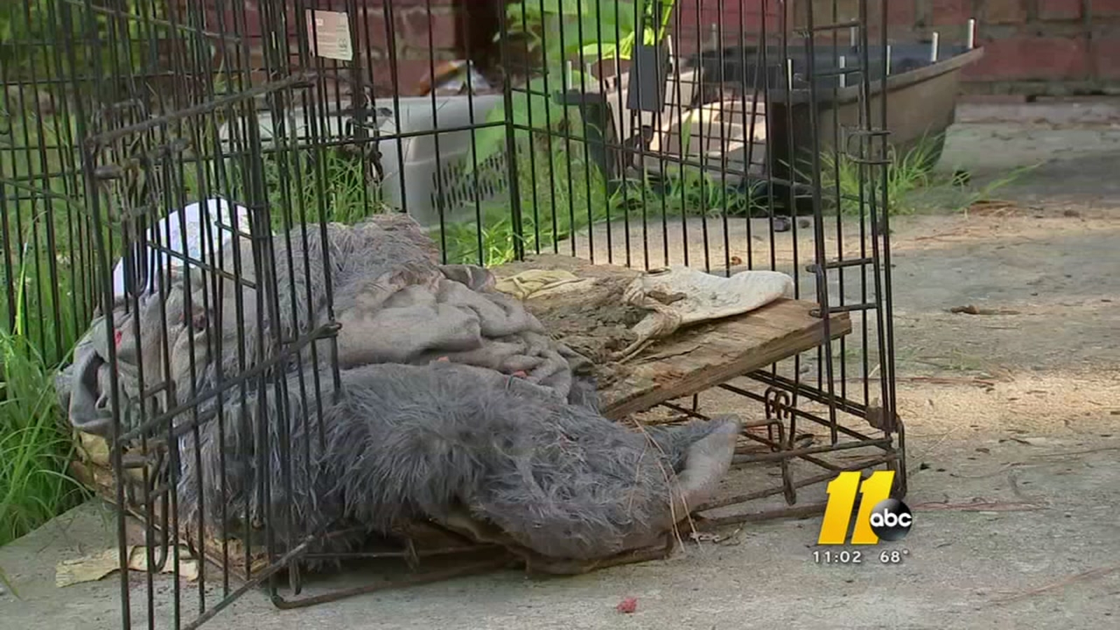 'It smelled like death' 4 dogs found dead in 'filthy' North Carolina