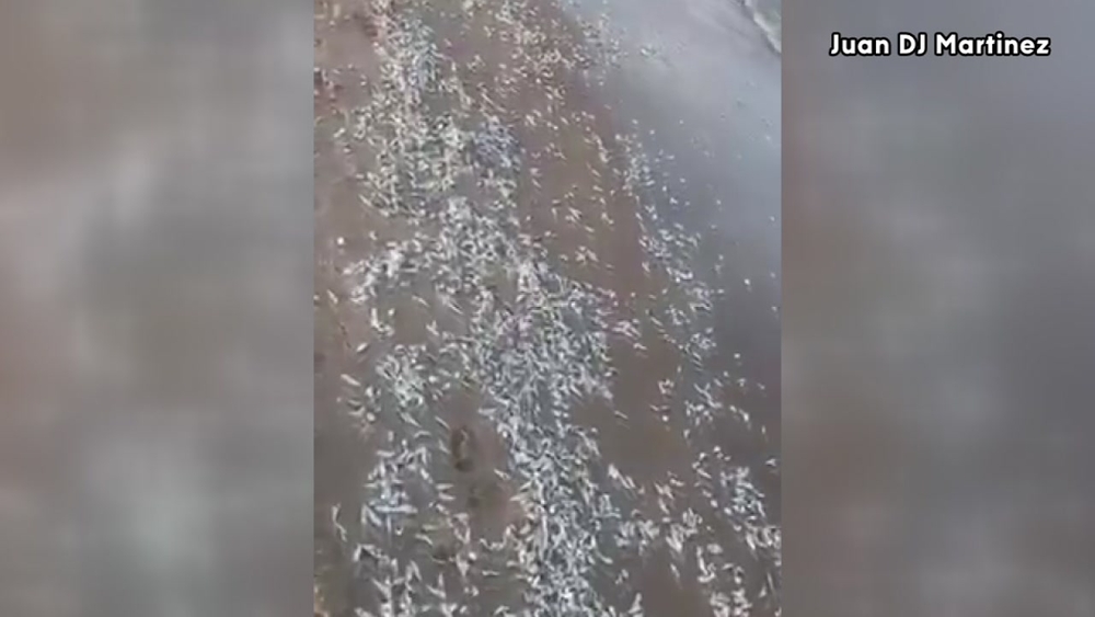 Thousands of tiny dead fish wash up on Sylvan Beach