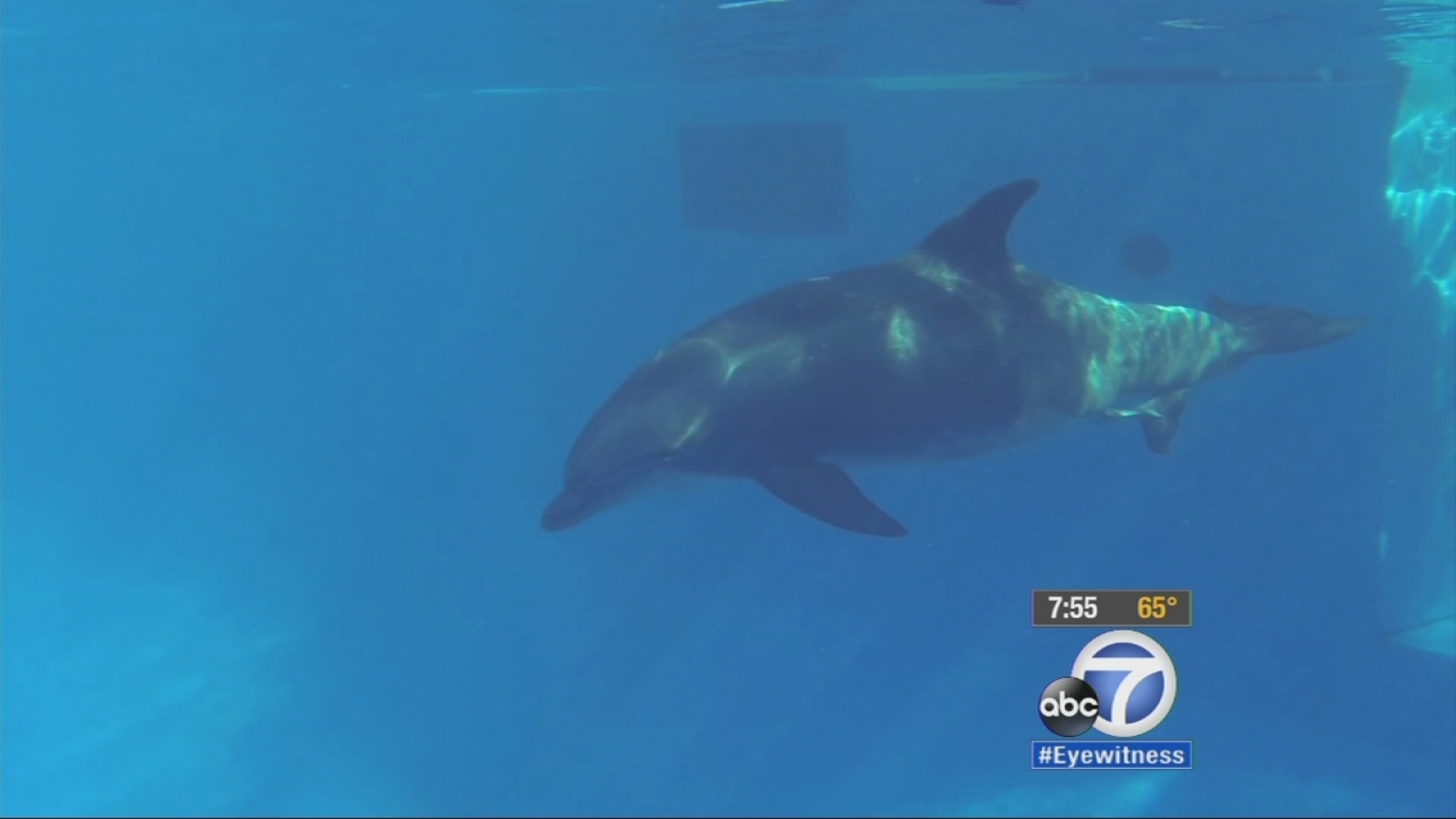 Baby bottlenose dolphin born at SeaWorld San Diego ABC7 Los Angeles