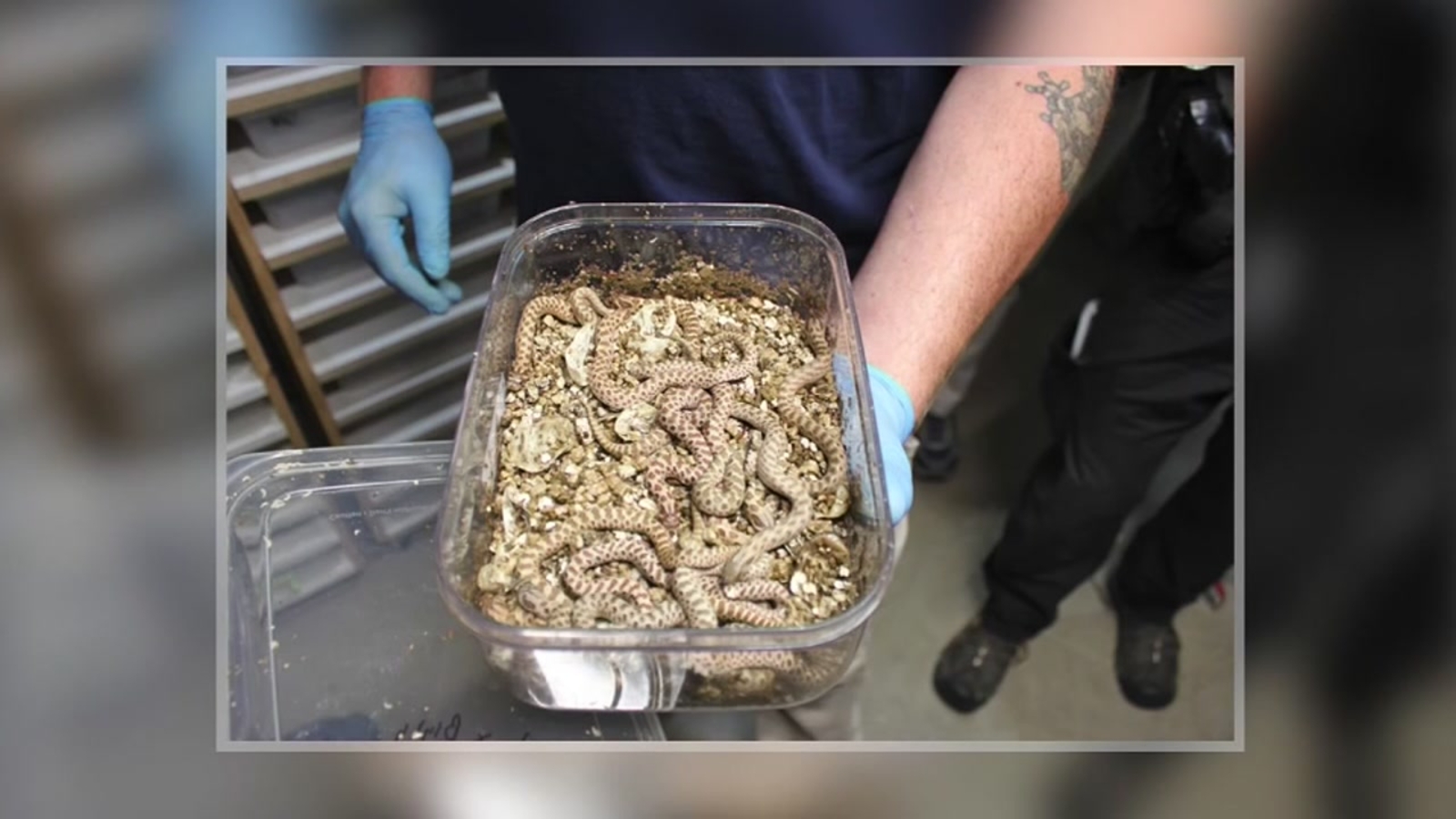 More than 150 snakes and 250 mice removed from home of sex assault