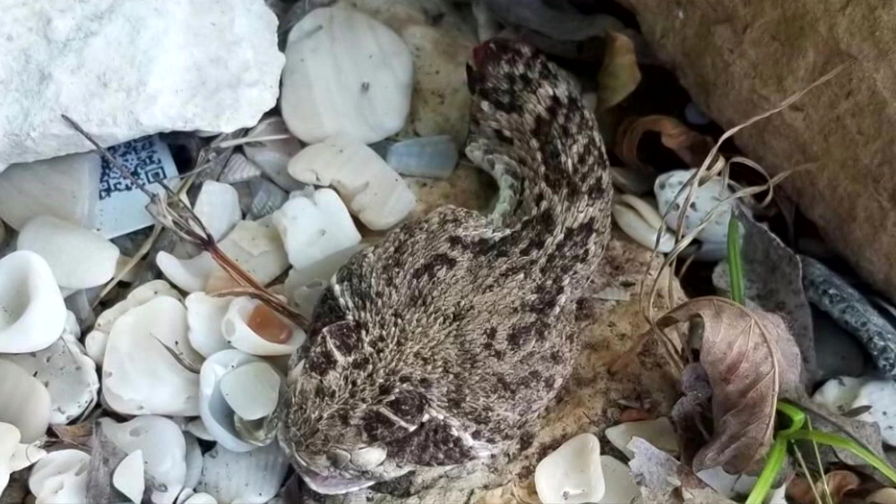 Man bitten by severed rattlensake head