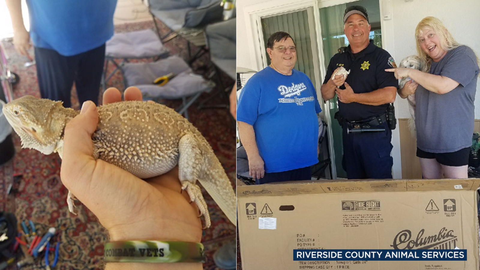 Bearded dragon shows up with California family's Walmart order, could