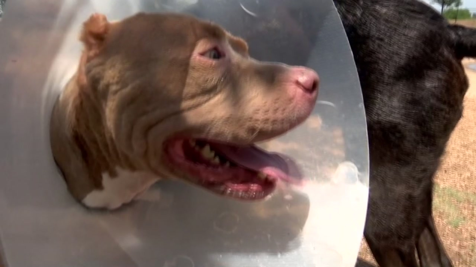 Texas man reunited with missing dog in South Carolina - ABC13 Houston