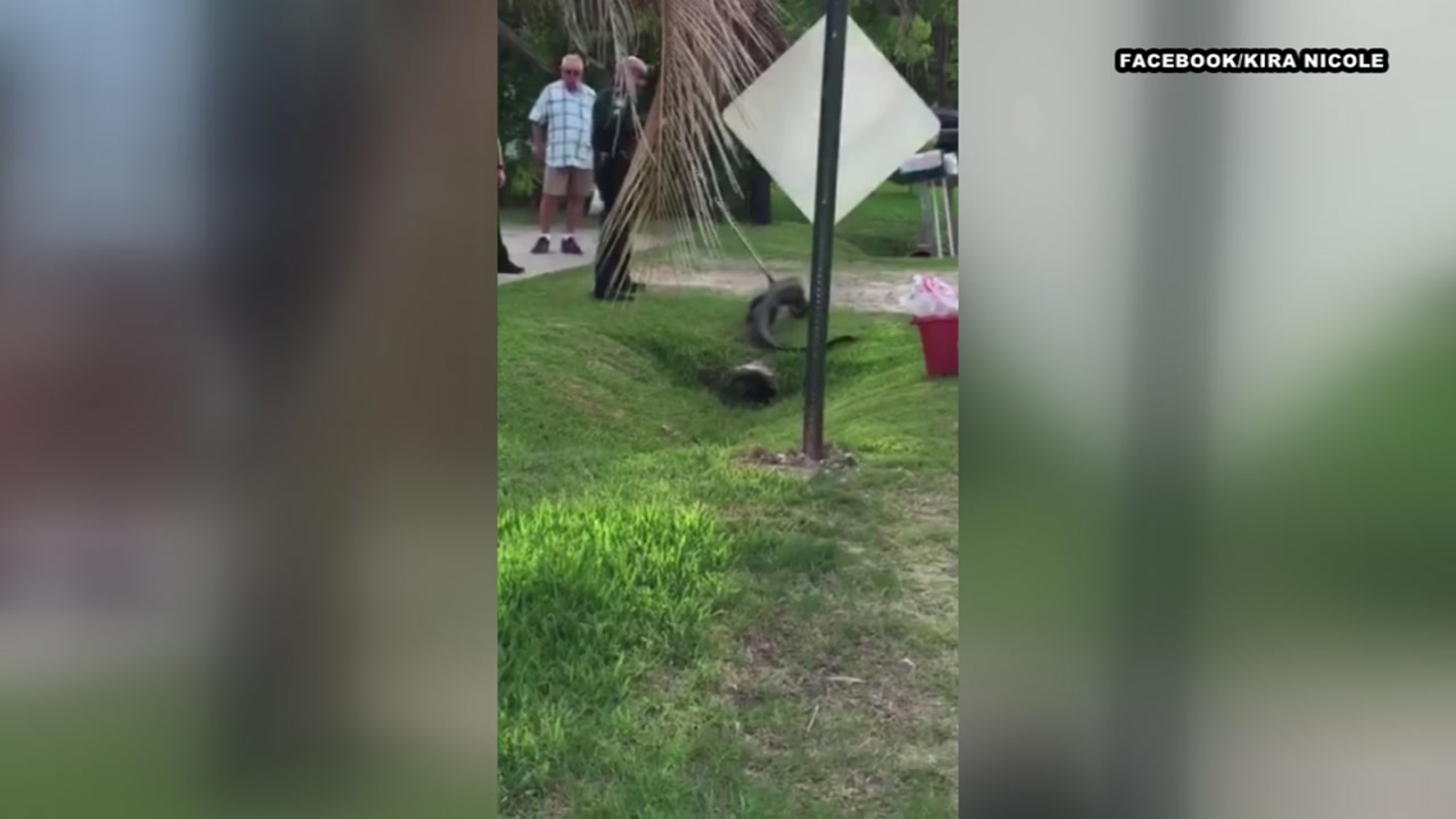 Alligator caught creeping through Galveston County neighborhood ABC13