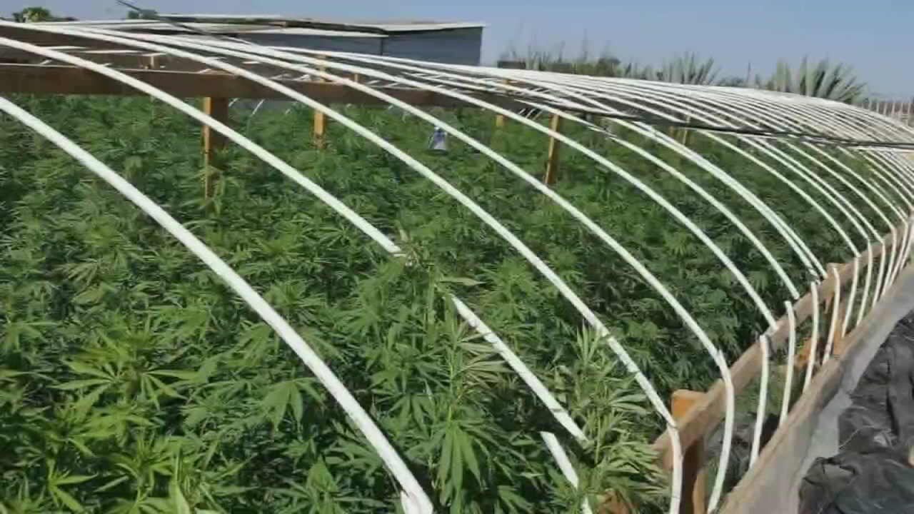 Merced County Sheriff busting more massive marijuana grows