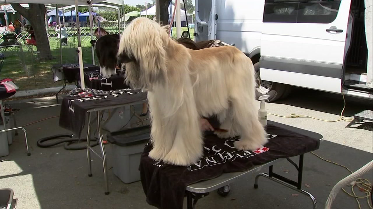 14 show dogs found safe after being stolen in van in Redding