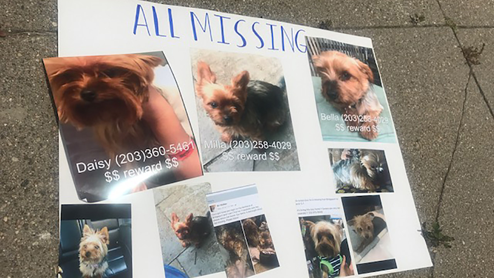 11 pedigree dogs stolen in 2 weeks in Connecticut