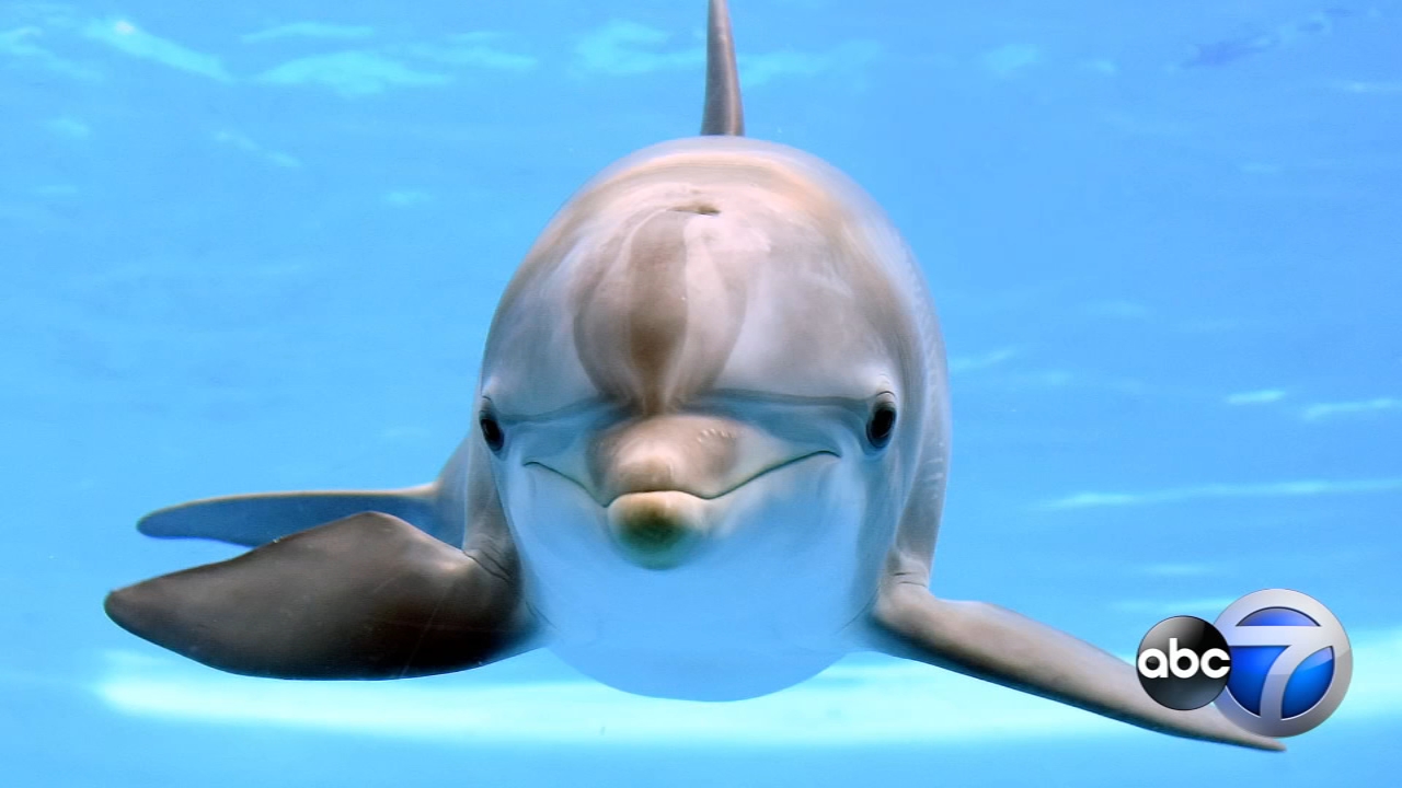 Brookfield Zoo mourns sudden loss of young dolphin