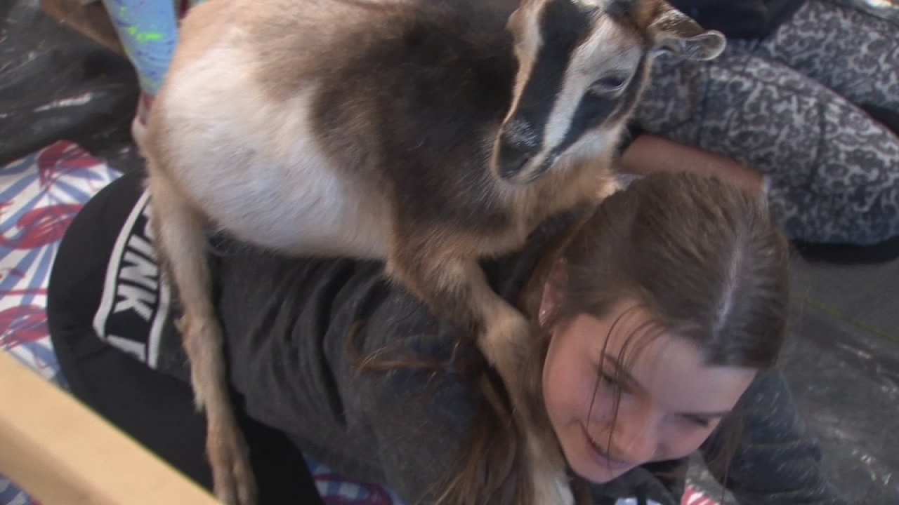Workout Wednesday: Goat Yoga