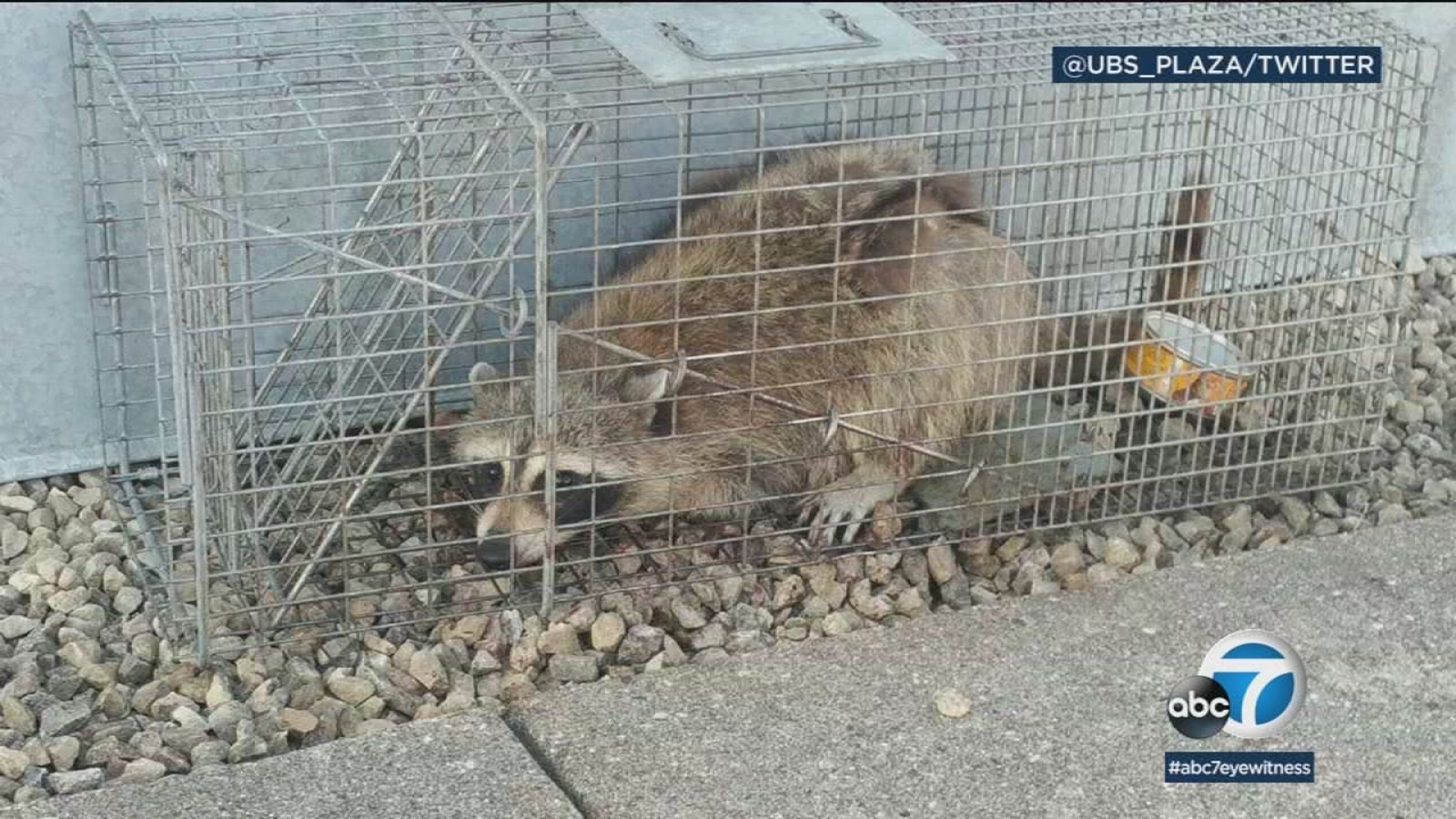 Raccoon climbs to roof of St. Paul office tower, captivating public