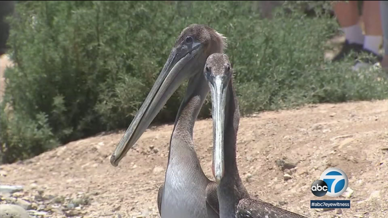 Sick pelicans find help in San Pedro rescue center