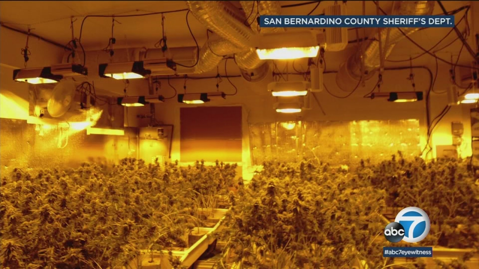 Illegal marijuana grow at Rancho Cucamonga home busted for 2nd time ...