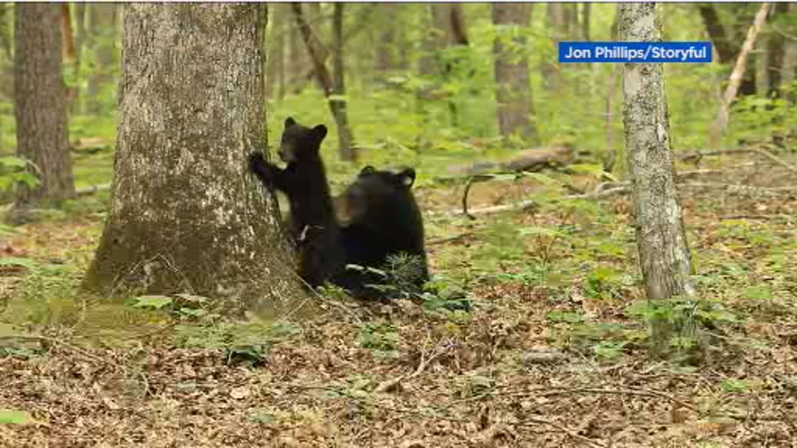 VIDEO: Mama bear and cub enjoy precious play time in Tennessee - ABC7 ...