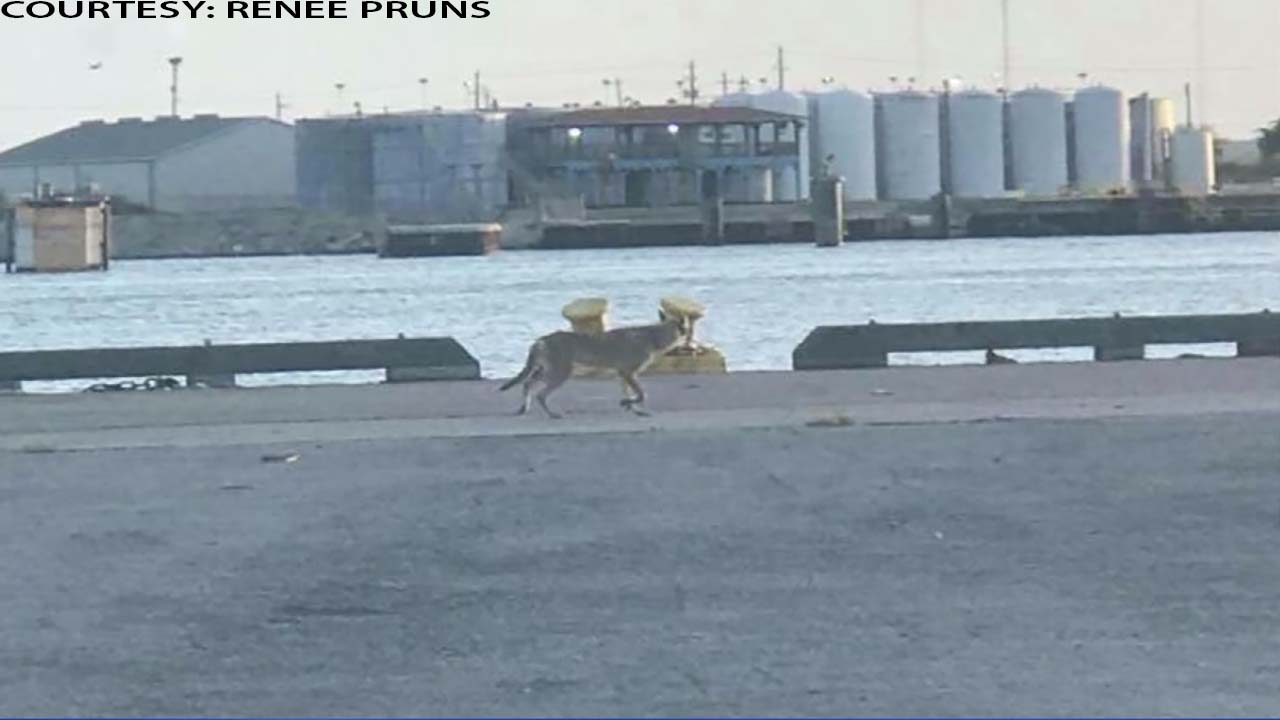 Coyote sighting in Galveston