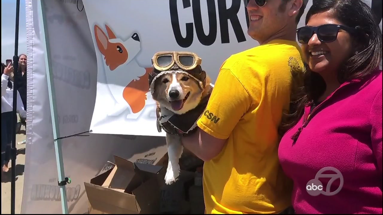 Hundreds of corgis descended on San Francisco's Ocean Beach for Corgi Con