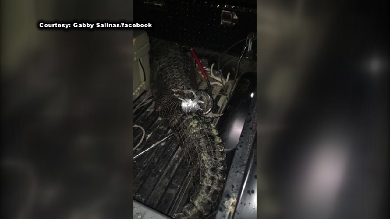 Alligator in Conroe