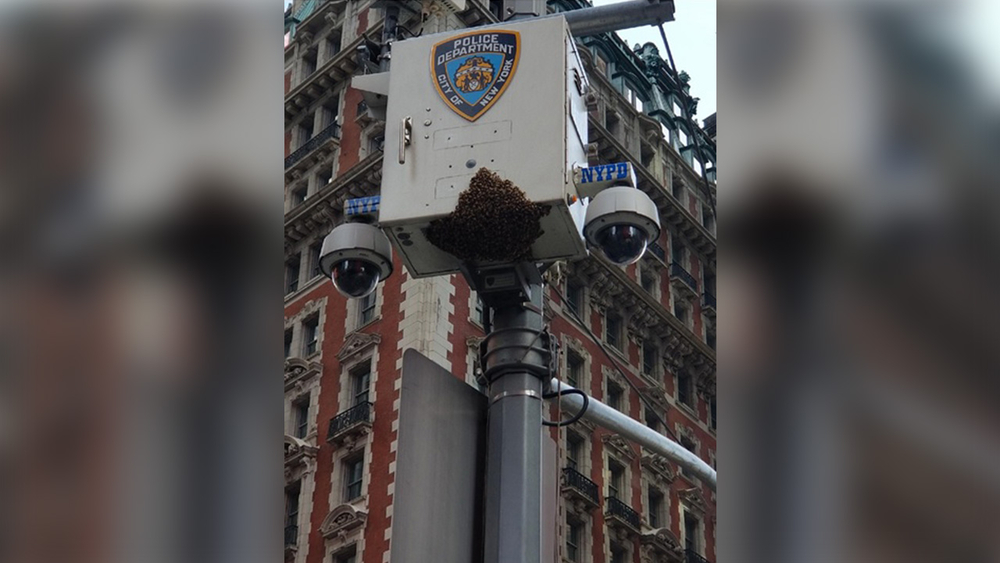 Tens of thousands of bees swarm Times Square NYPD camera