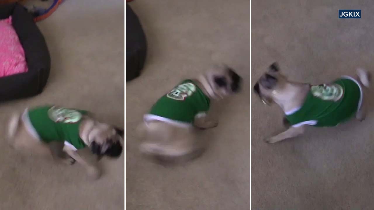 VIDEO: Pet pug goes wild celebrating Mexico's World Cup win