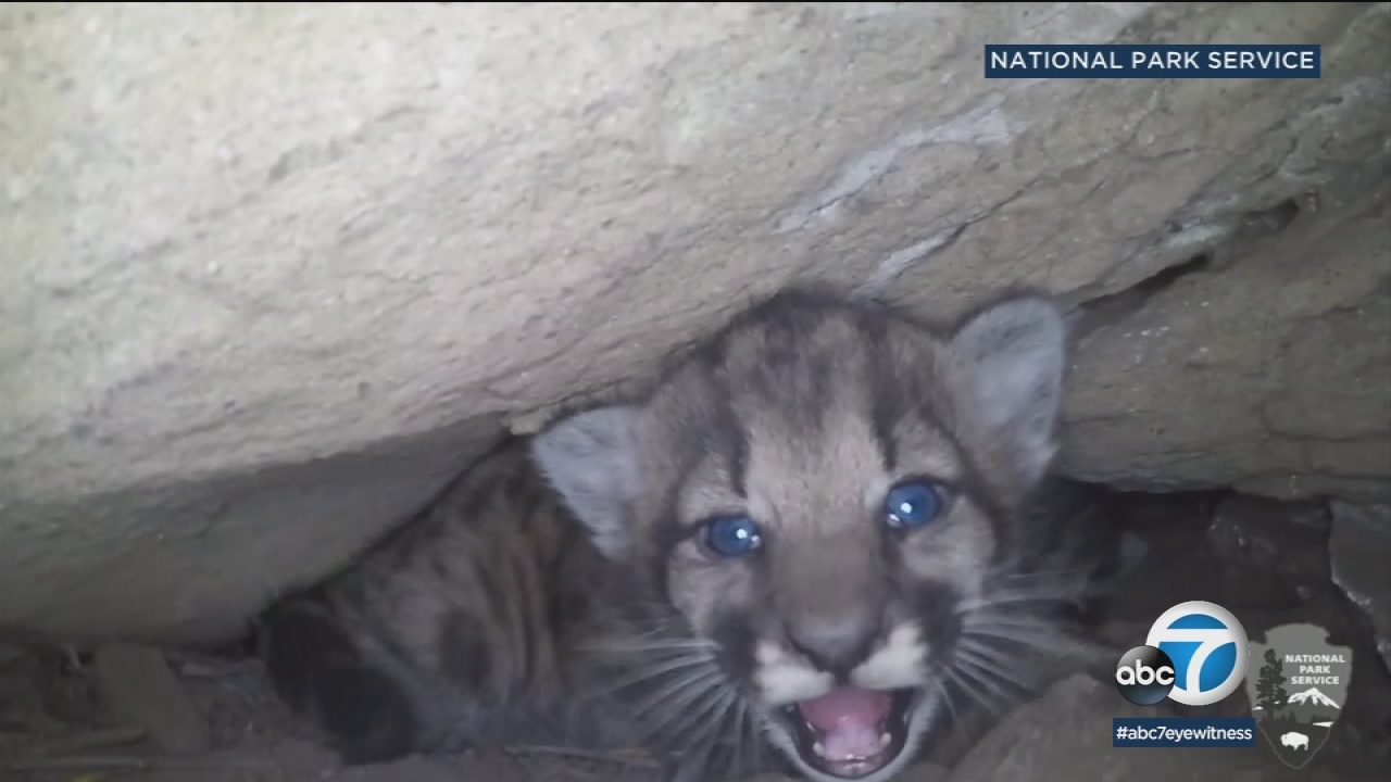 Mountain lion kittens discovered in Simi Hills