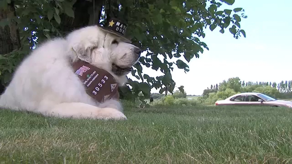 Minnesota dog mayor retires after 4 terms