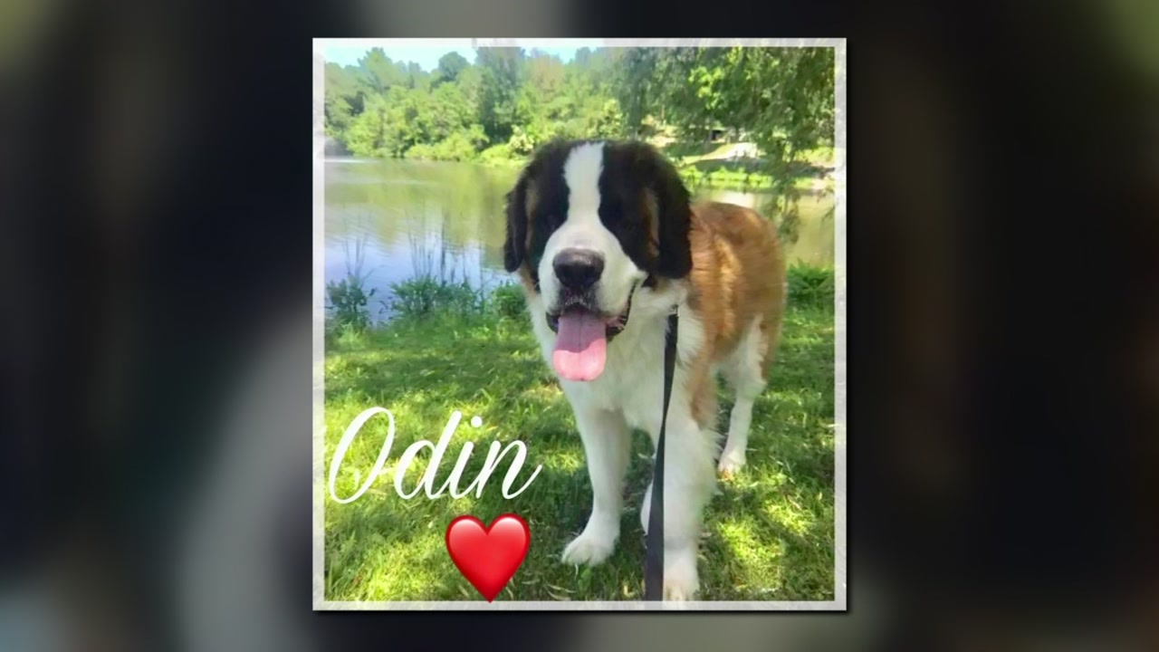 Odin's Bucket List: New Jersey couple helps terminally ill St