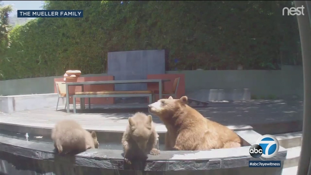 Mama bear and her cubs cool down in Pasadena family's pool