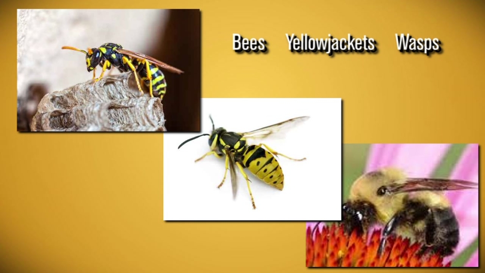 Tips on how to identify stinging insects this summer