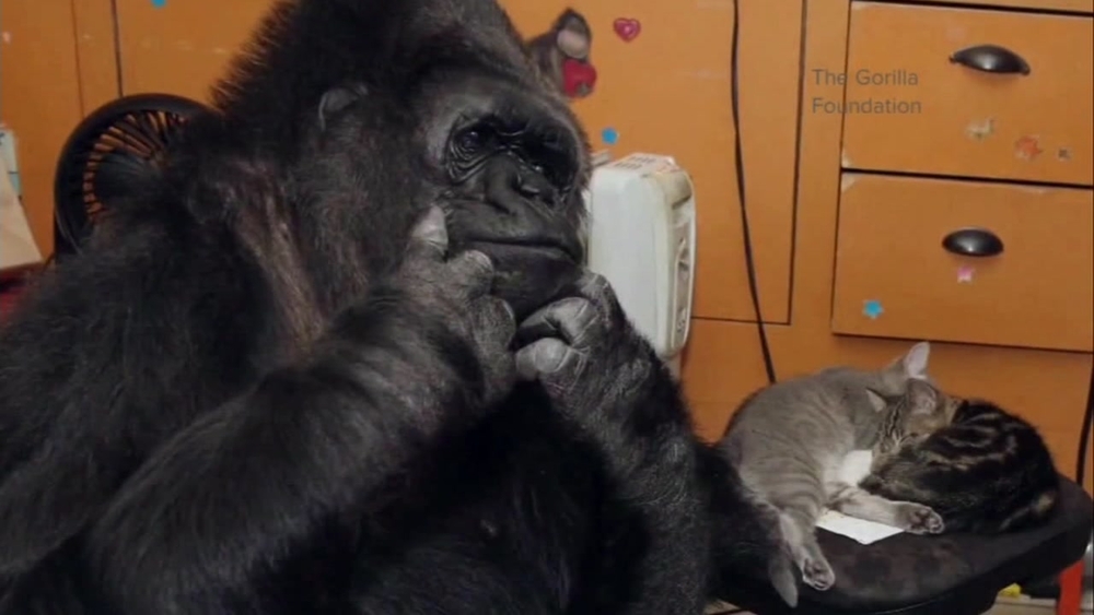 VIDEO: Remembering Koko the Gorilla