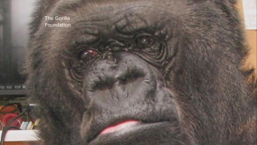 Koko, gorilla who knew sign language, dies in Santa Cruz Mountains