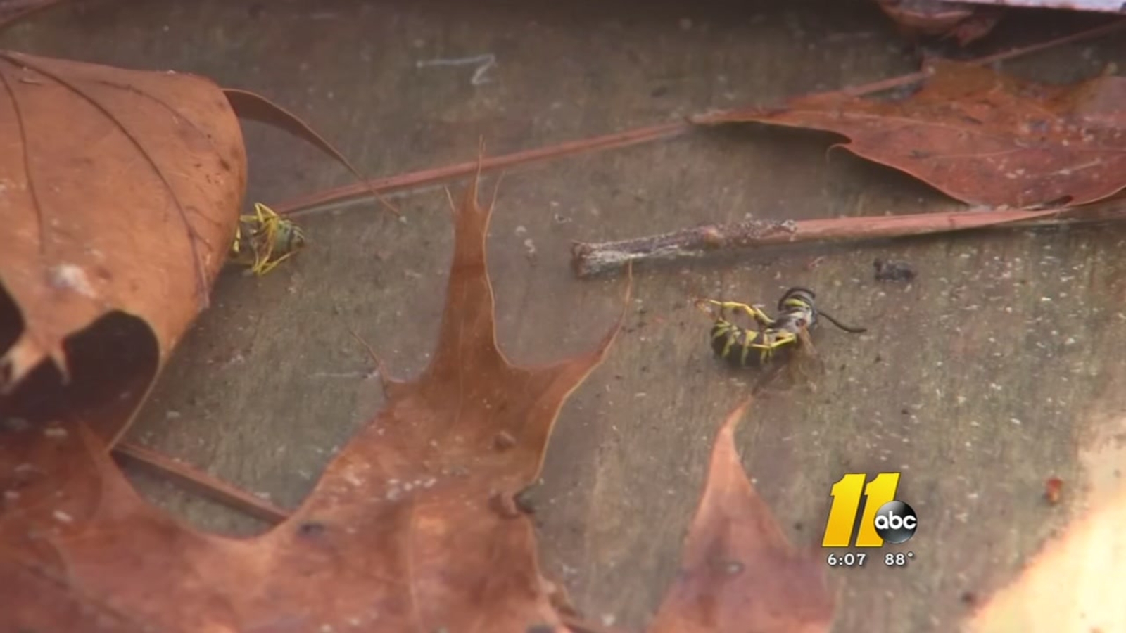 What you can do to protect yourself from wasps ABC13 Houston