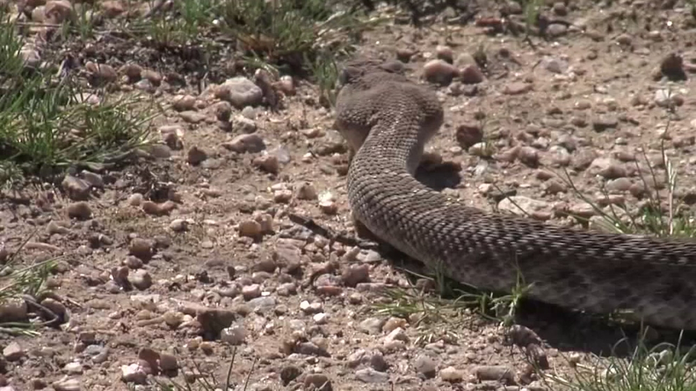 Family finds rattlesnakes in pool noodles
