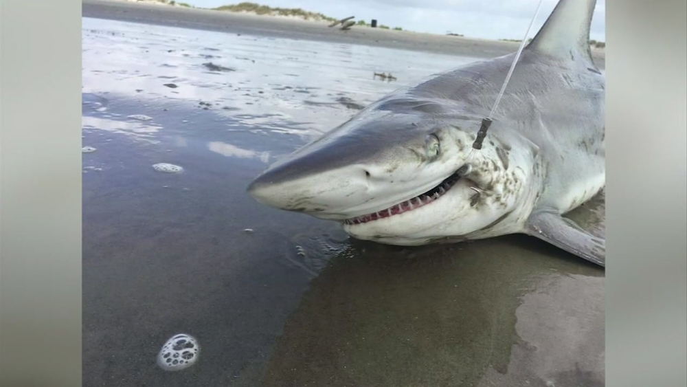 Two beachgoers haul in shark with a very toothy grin