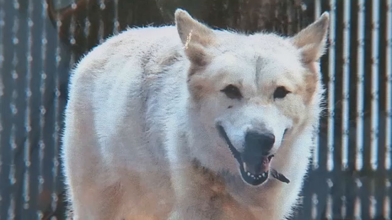 Wolf previously owned as pet stolen from Long Island animal preserve