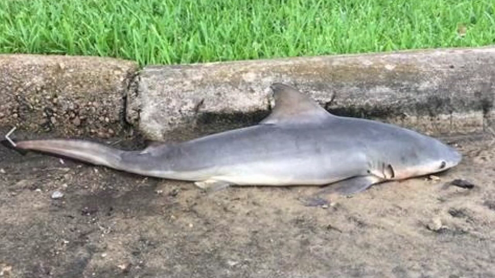 Shark washes up on street after heavy rainfall in La Porte