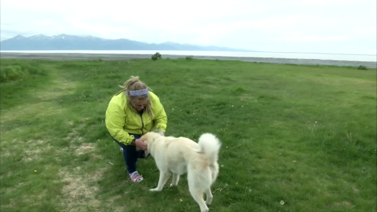 Guide dog wandering Alaskan trail saves life of injured hiker
