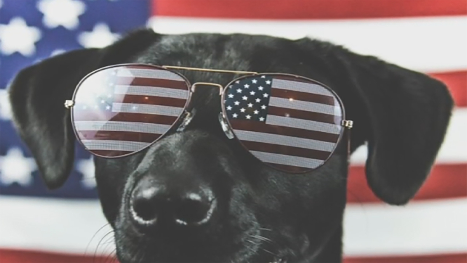 How to keep your dog safe during fireworks ABC7 New York