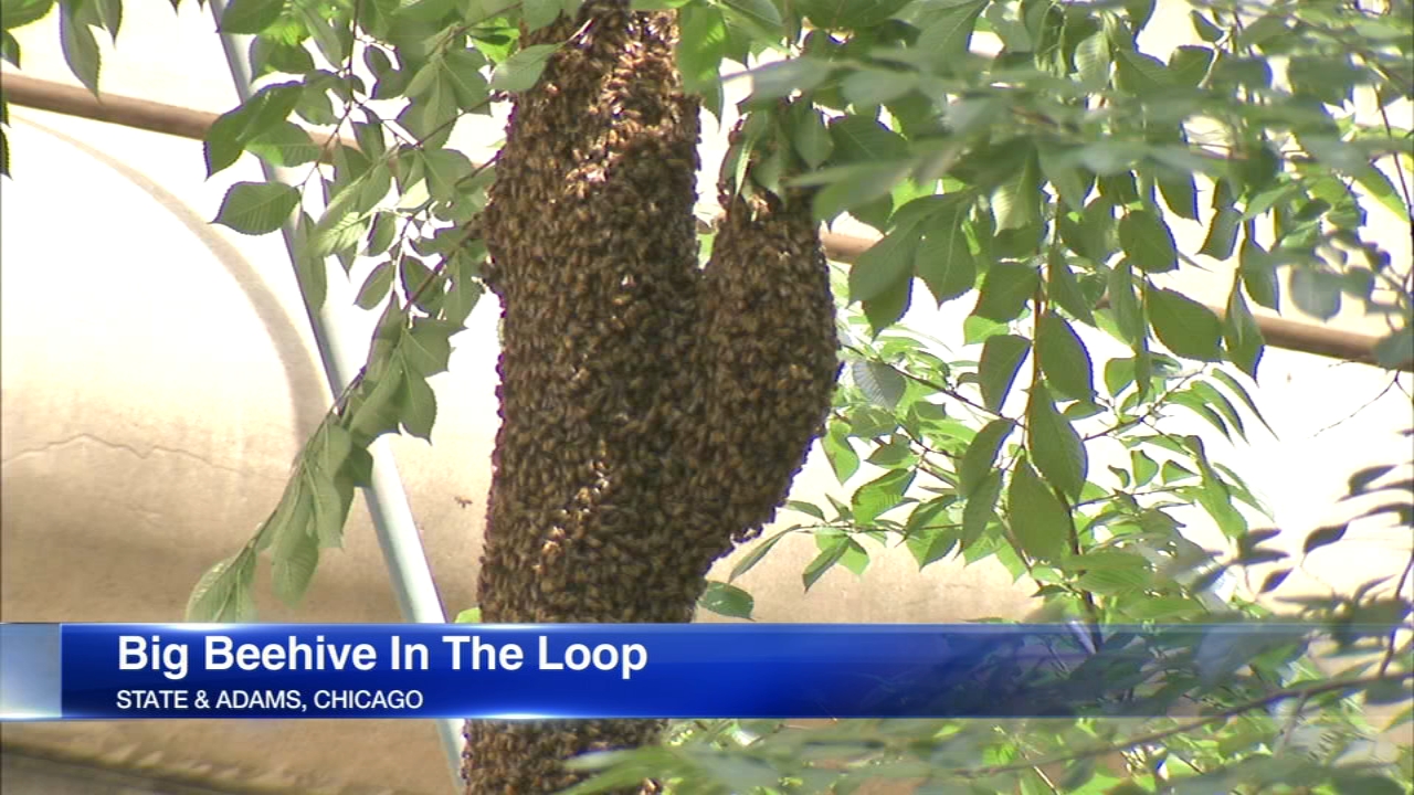 Giant beehive hangs above State Street in downtown Chicago
