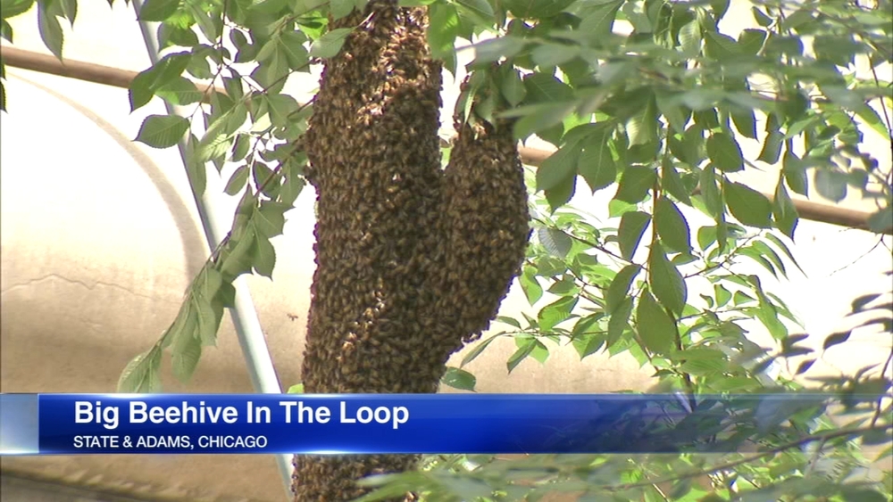 Giant beehive hangs above State Street in downtown Chicago