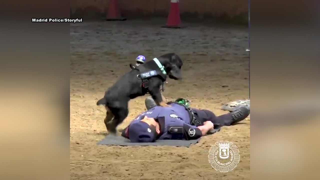 Police dog demonstrates CPR