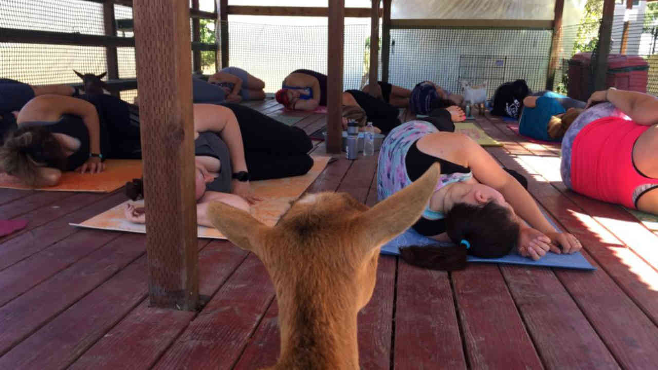 Goats and yoga harmonize in the East Bay