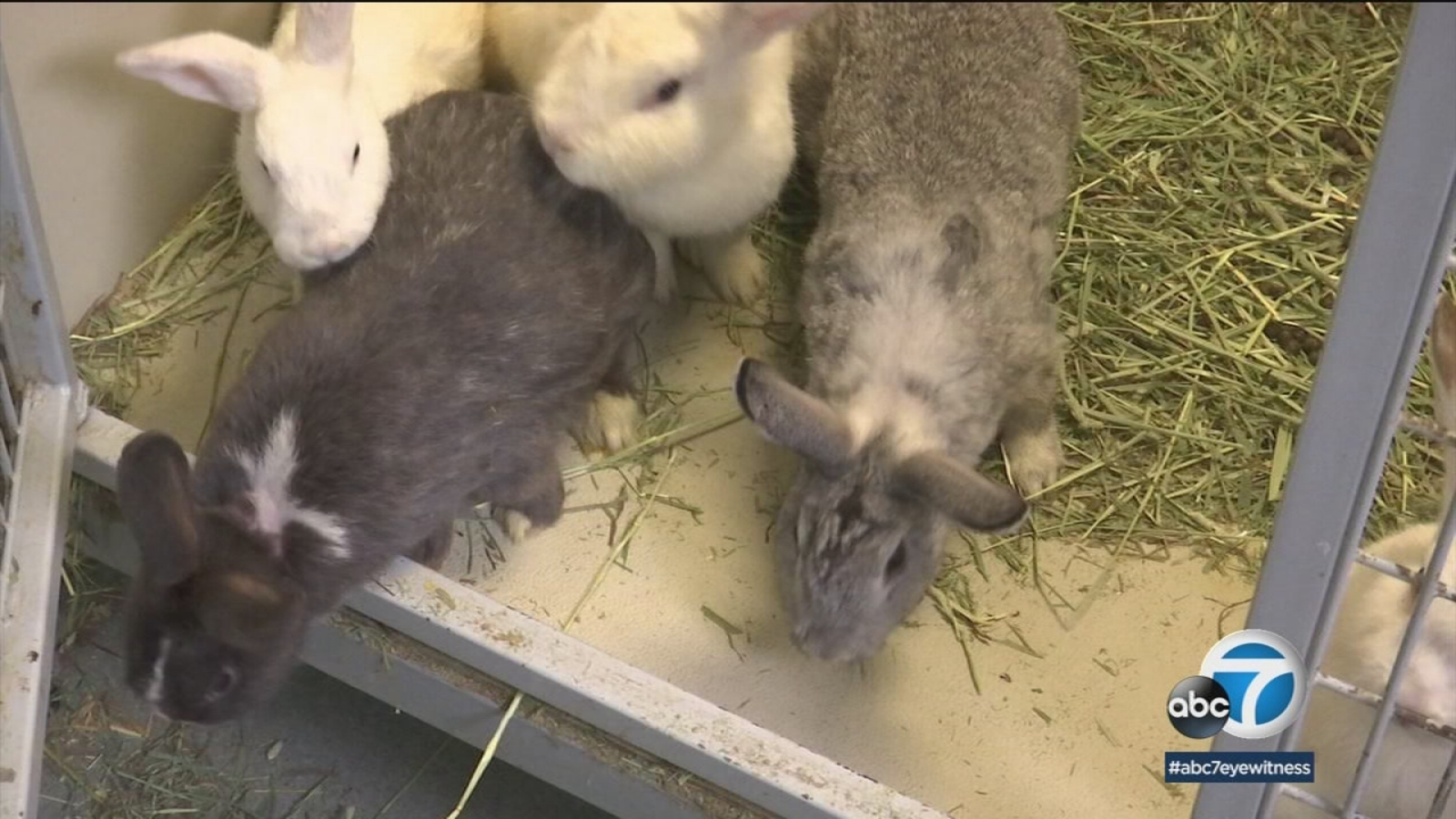 Rabbit Influx Overwhelms Southern California Animal Shelter Abc7 San Francisco