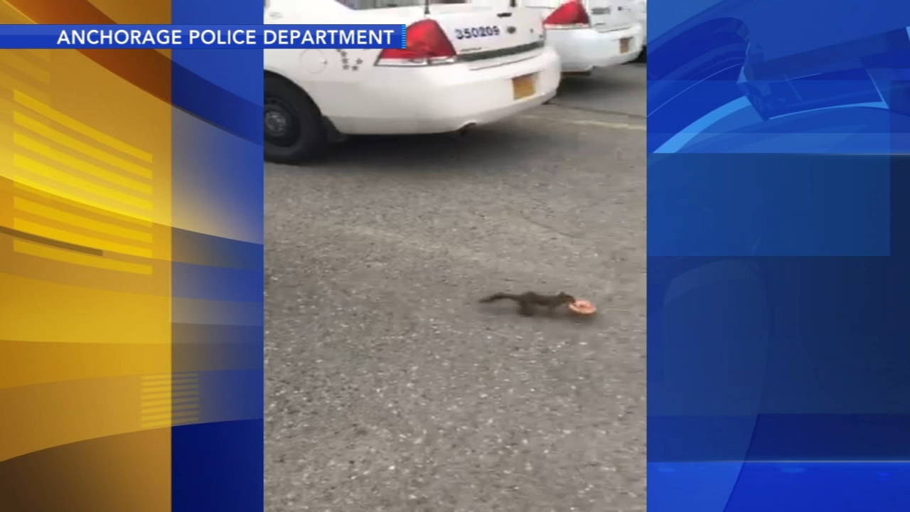 Squirrel caught stealing doughnut from police