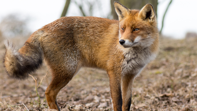 Get your cat vaccinated for rabies, say Fresno County health officials